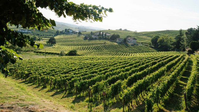 Vinmarker i Terre Alfieri, den nyeste DOCG i Piemonte.