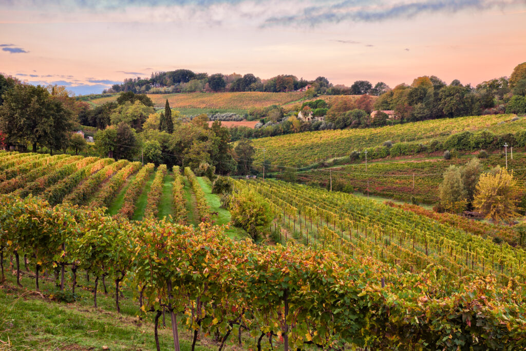 Vino Fantastico » Emilia-Romagna »