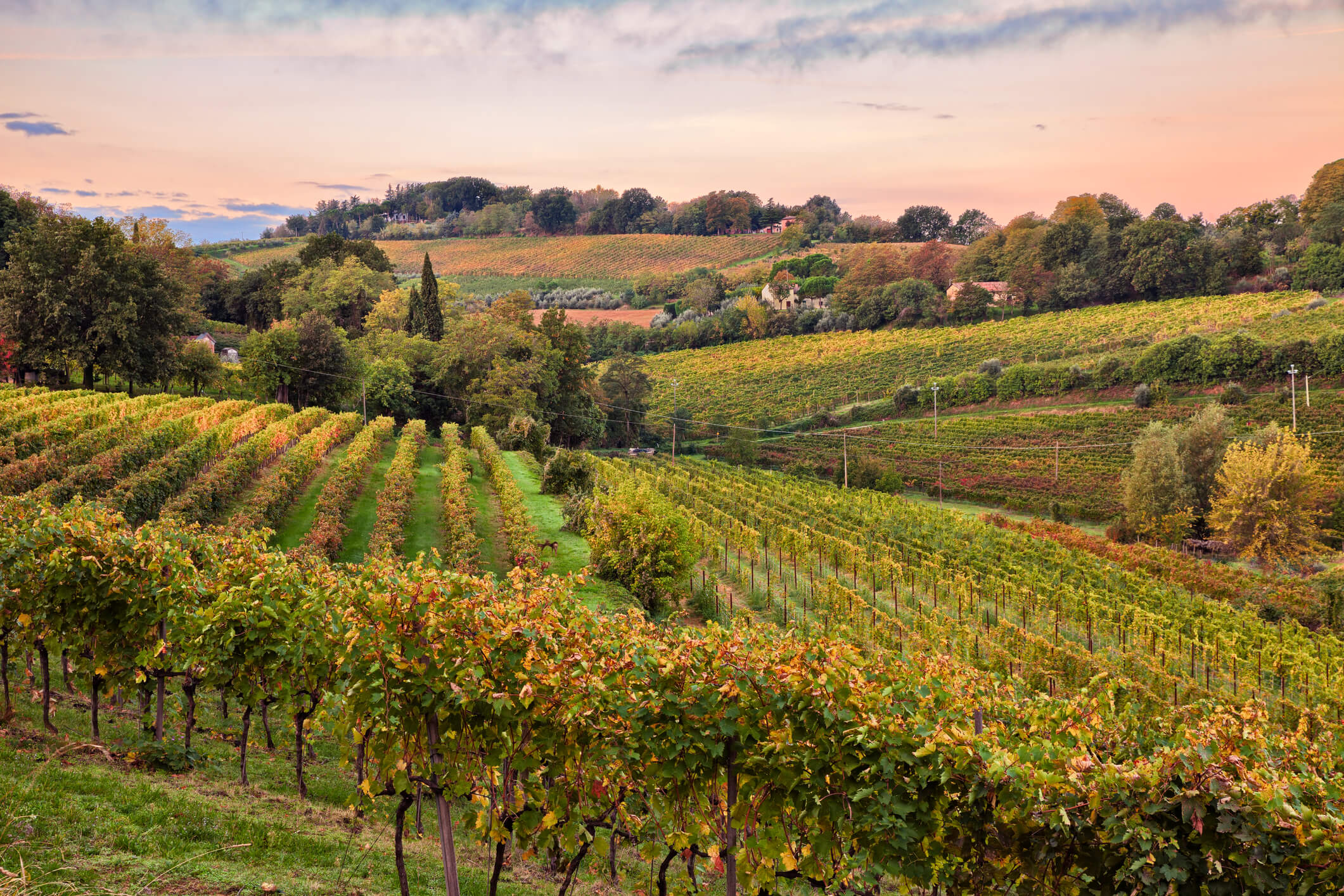 Vino Fantastico » Lambrusco er stærkt på vej frem »