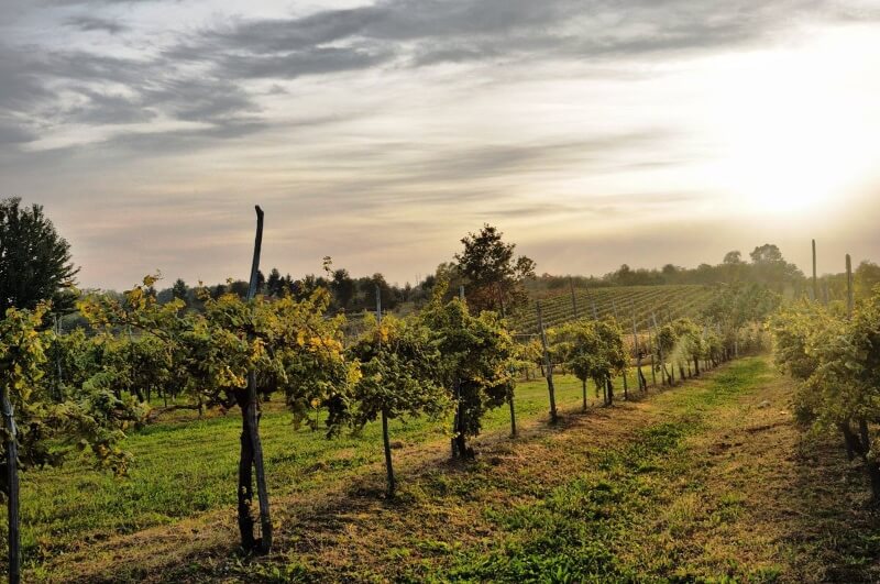 Vino Fantastico » Piemonte - il Nord »