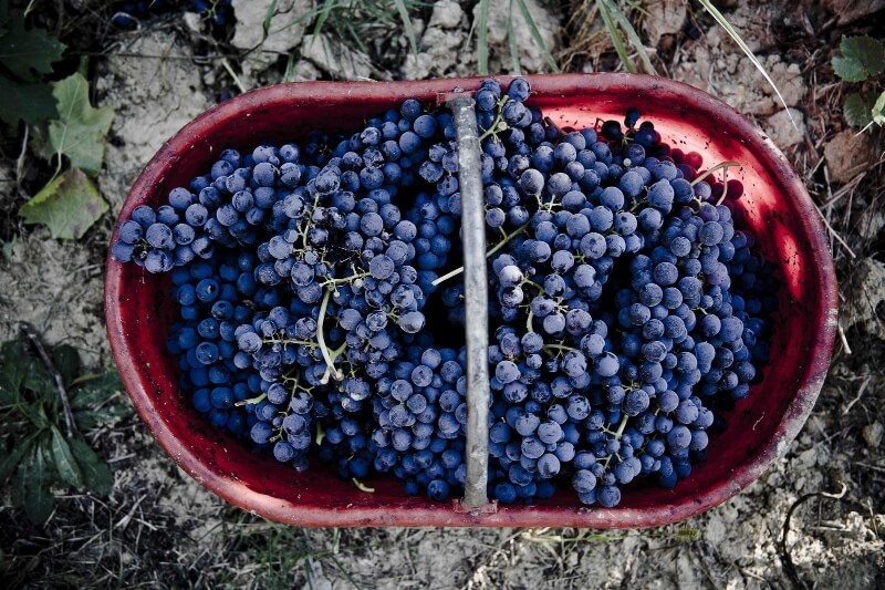 Vino Fantastico » Piemonte - L'Astigiano »