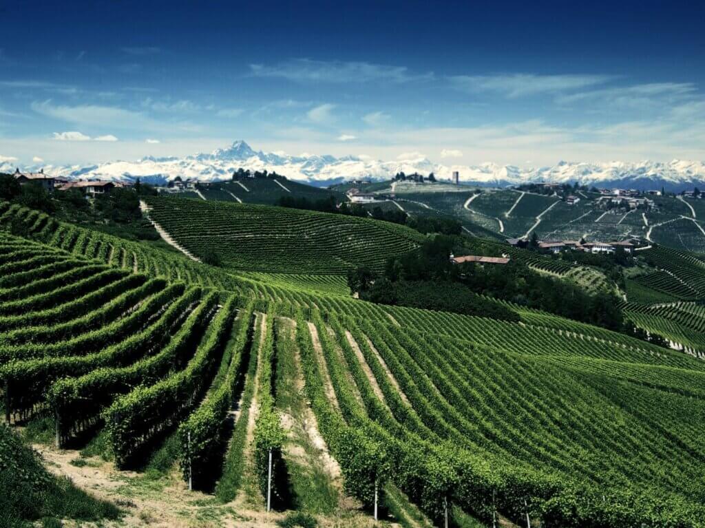 vinmarker med bjerge i baggrunden