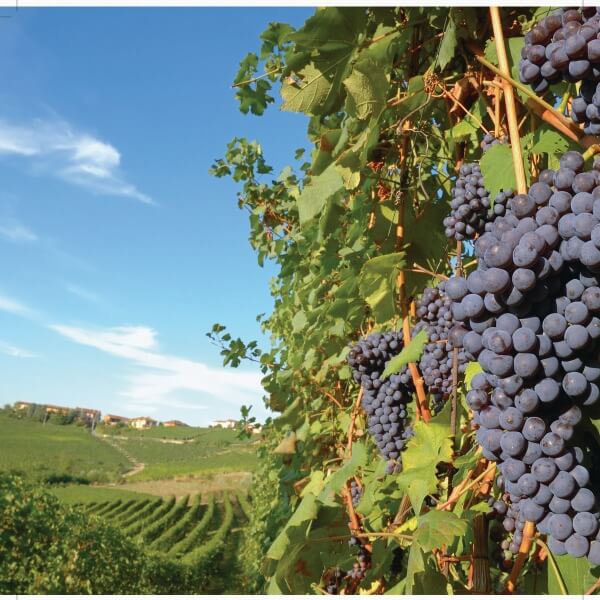 Vino Fantastico » Piemonte - il Nord »