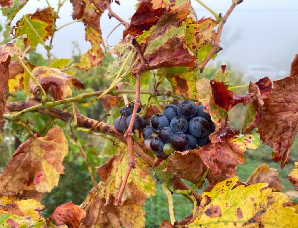 Cannonau-druer og vinstok i efterårsfarver.