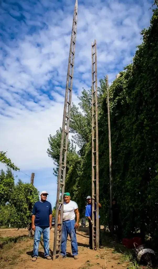 markarbejdere står med 15 meter høje stiger til druehøsten