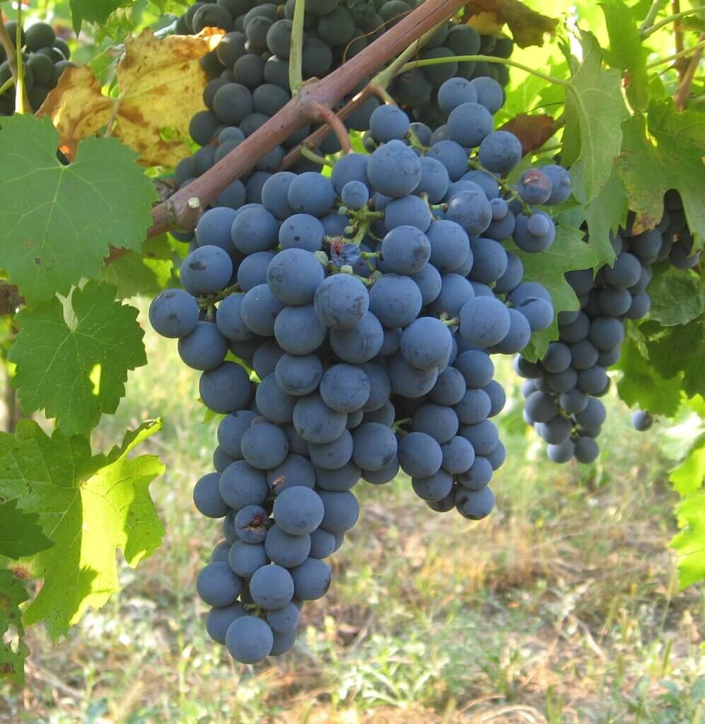 En drueklase med Carménère