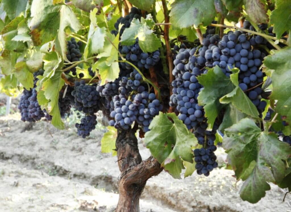 Vinstok med Carignano i sandet jord