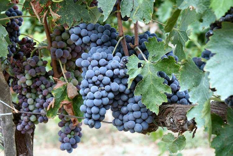 Vinstok med druer af sorten Sangiovese