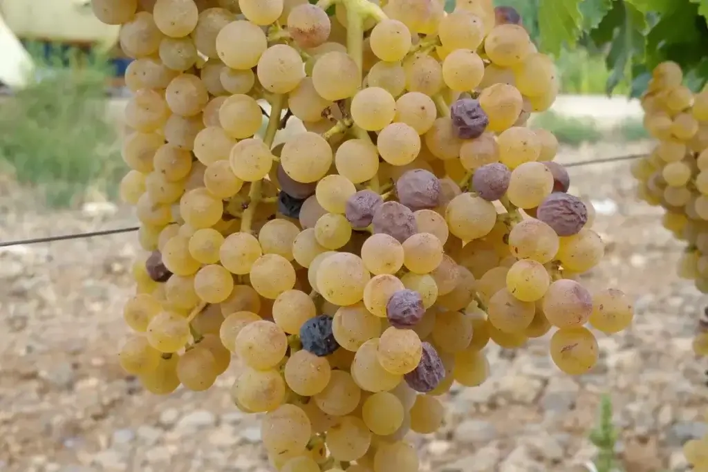 Grønne Malvasia på sin drueklase
