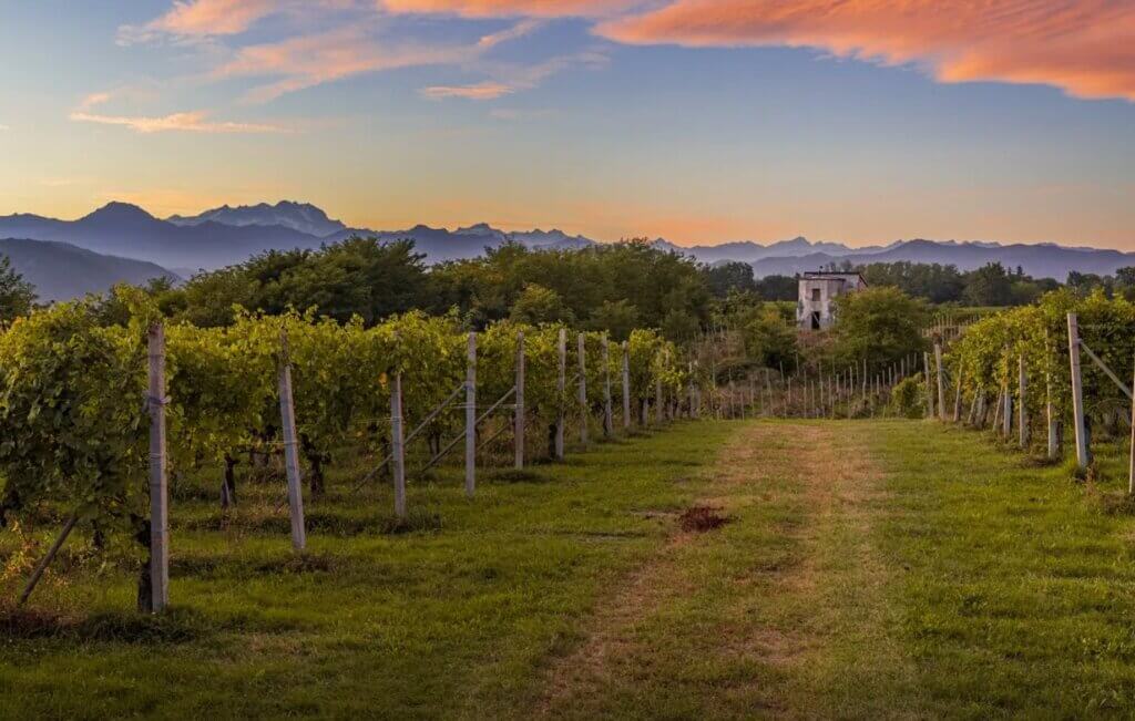 Vinmarker omkring Ghemme i Novaras bakker, Piemonte