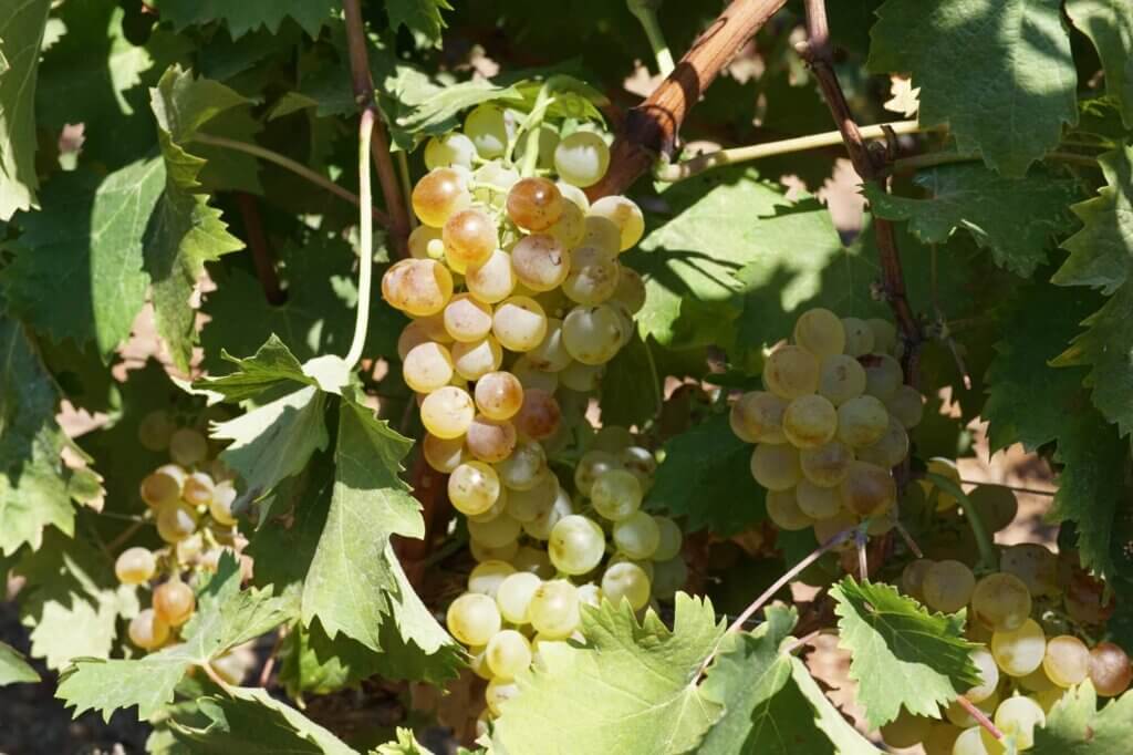 Vinstok med druesorten Vermentino