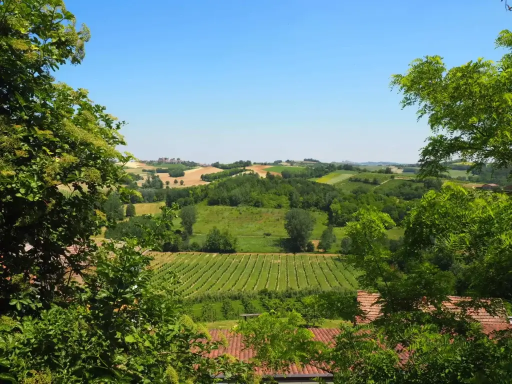 Vinmarker med Ruchè-druer og bakker omkring Castagnole Monferrato, Piemonte