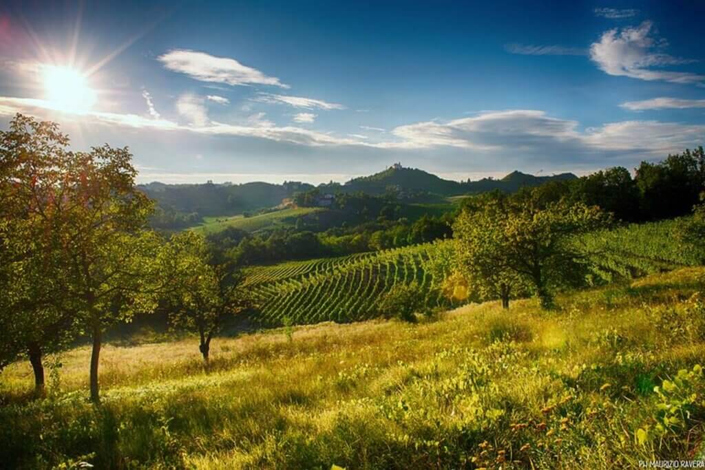 Vinmarker omkring byen Gavi i Piemonte