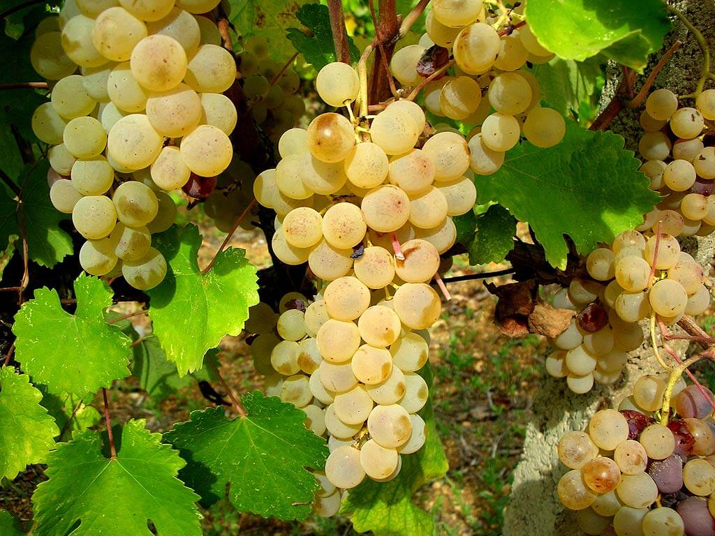 Vernaccia-druer fra Sardinien på en vinstok