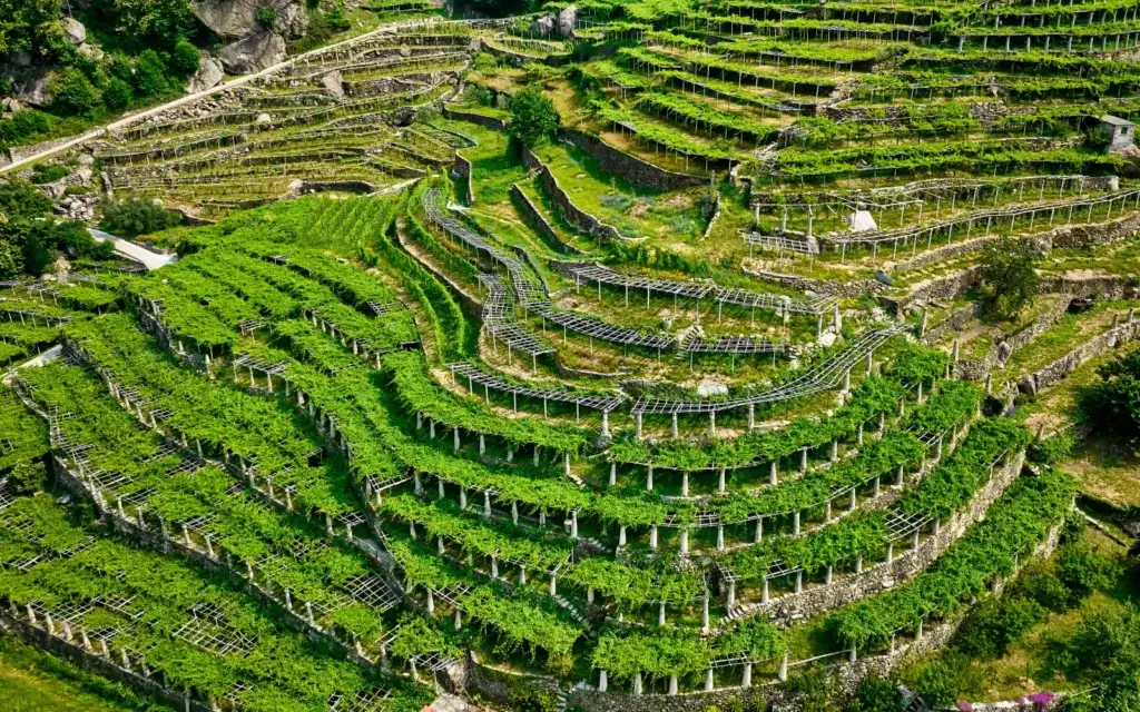 Vinmarker på terrasser i Carema, Piemonte