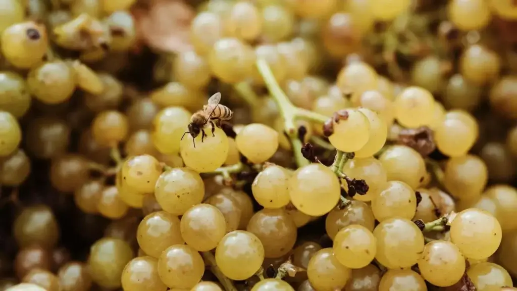 Den aromatiske Moscato-drue er tiltrækkende